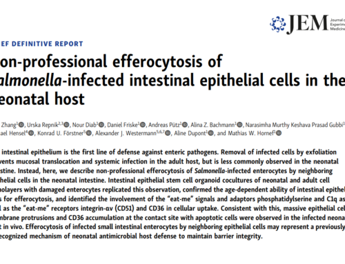 Salmonella infection – non-professional efferocytosis contributes to barrier integrity in the neonate